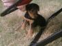 Bailey