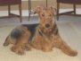 Gryffin