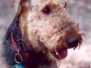 Rusty Calvert
