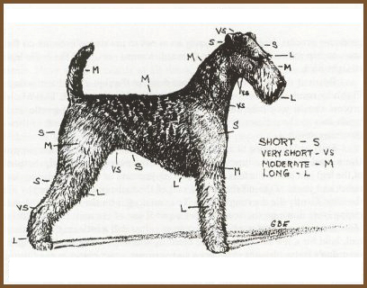 how to groom airedale terrier