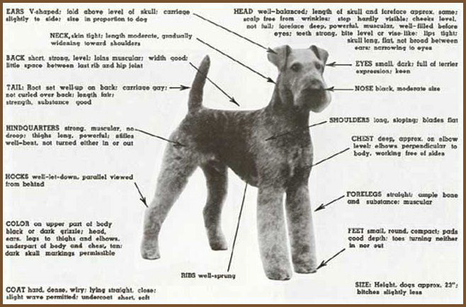 Standard store airedale terrier